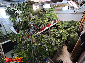 indoor spicy pepper garden