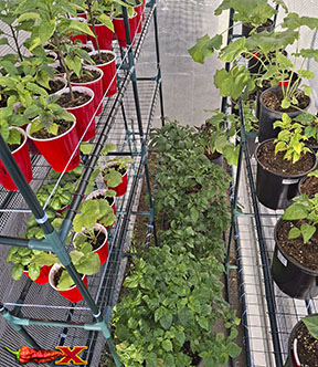 hardening off pepper plants in greenhouse
