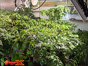 indoor spicy pepper garden