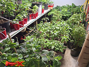 indoor spicy pepper garden
