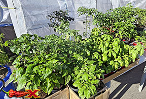 hardening off pepper plants