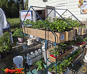 hardening off pepper plants