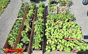 hardening off pepper plants