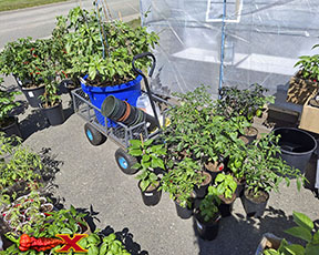 hardening off pepper plants