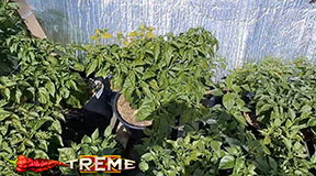 bouncing sunlight to pepper plants