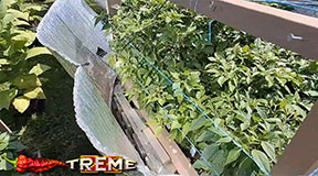 sun reflecting into pepper plants