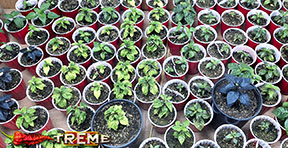 germinating pepper plants