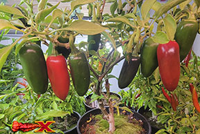 DECEMBER RED JALAPENO