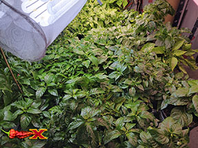 OVERWINTERING SPICY PEPPER PLANTS