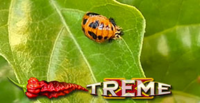 PUPAL-STAGE-LADYBUG