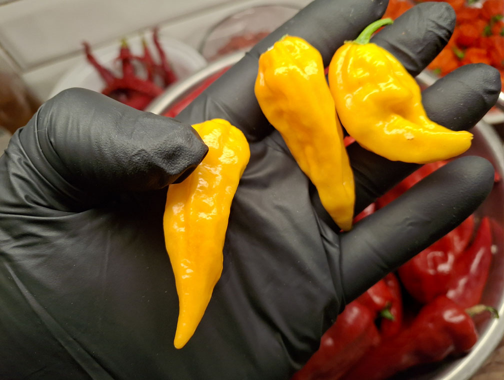 Yellow Devil's Tongue