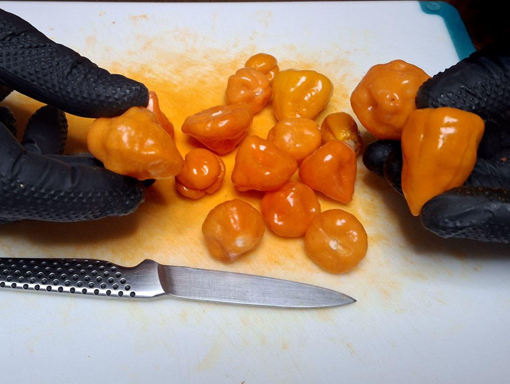 ORANGE HABANERO