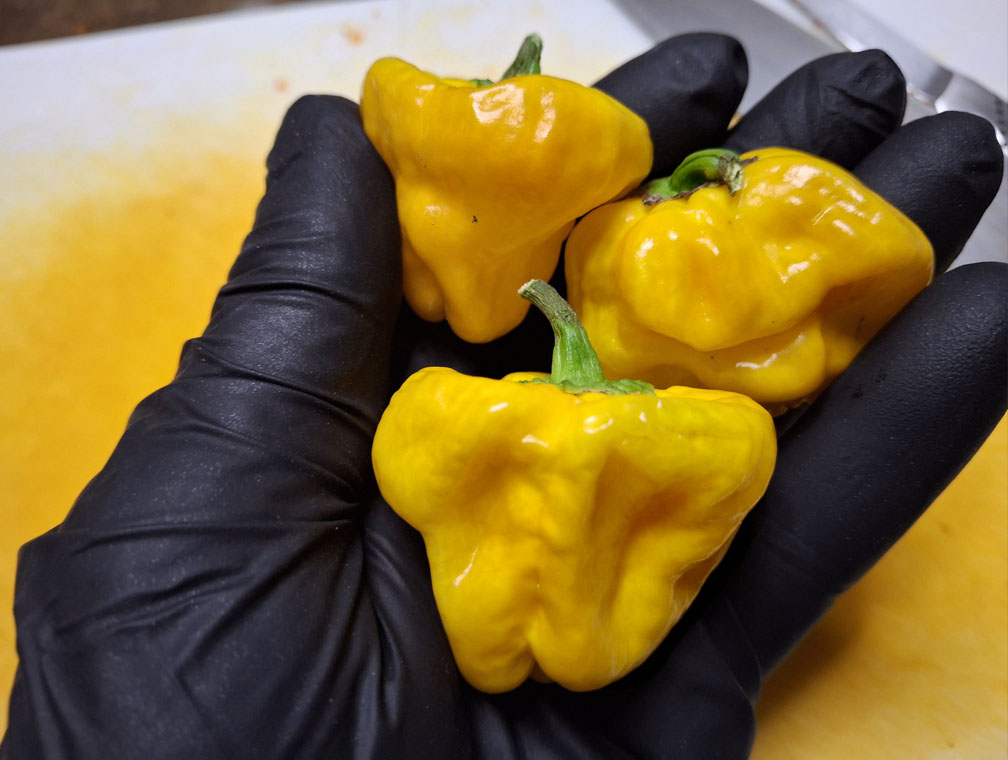 Yellow Scotch Bonnet